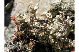 Слика од Cladonia pocillum