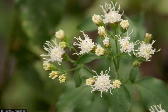 Image of fragrant snakeroot