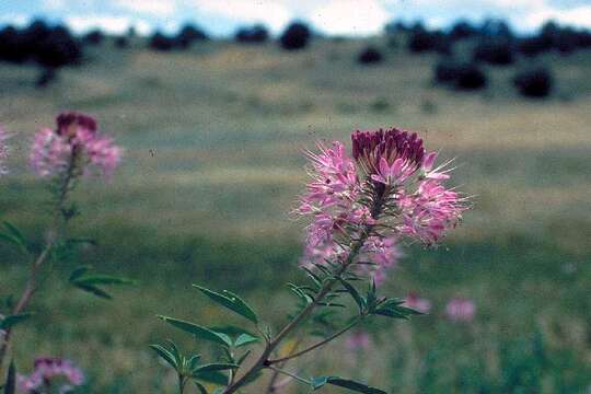 Image of Rocky Mountain beeplant