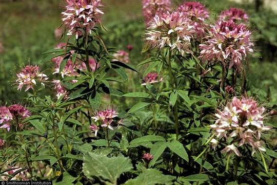 Image of Rocky Mountain beeplant