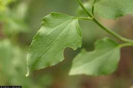 Ageratina herbacea (A. Gray) R. King & H. Rob. resmi