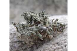 Image of hispid agrestia lichen