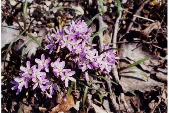 Image of Virginia springbeauty