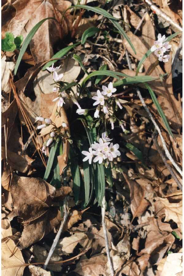 Image of Virginia springbeauty