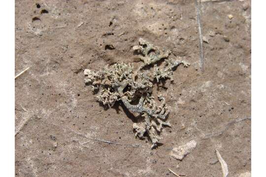 Image of hispid agrestia lichen