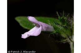 Image of wild basil