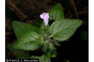 Image of wild basil