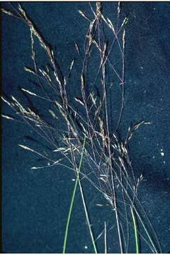 Imagem de Agrostis idahoensis Nash