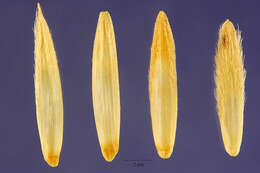 Sivun Thinopyrum intermedium (Host) Barkworth & D. R. Dewey kuva