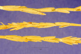 Sivun Thinopyrum intermedium (Host) Barkworth & D. R. Dewey kuva