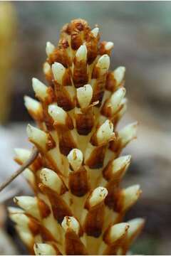 Image of American cancer-root