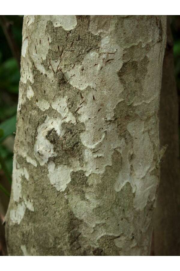 Image of Snakebark