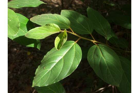 Image of Colubrina arborescens (P. Mill.) Sarg.