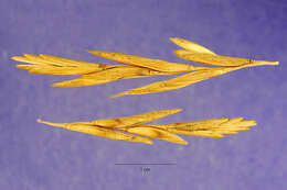 Image of Russian wheatgrass