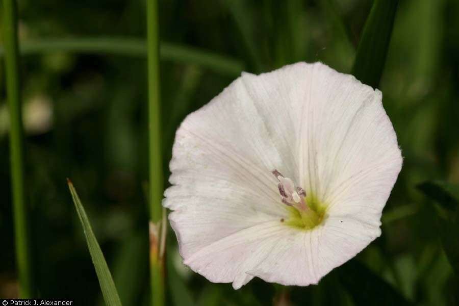 Imagem de Convolvulus arvensis L.