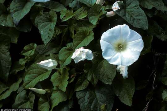 Image of Field Bindweed