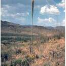 Imagem de Agave lechuguilla