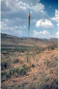 Image de Agave lechuguilla