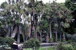 Image of cabbage tree