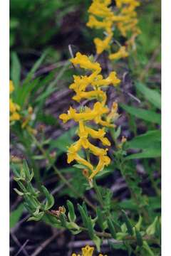 Corydalis aurea Willd. resmi