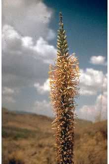 Imagem de Agave lechuguilla