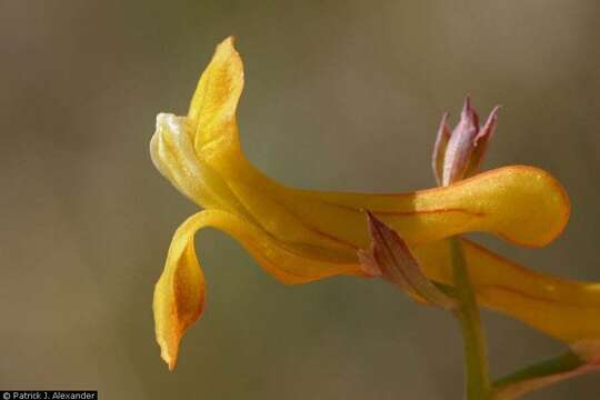 Corydalis aurea Willd. resmi