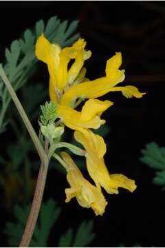 Corydalis aurea Willd. resmi