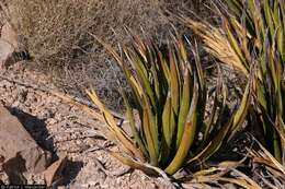 Imagem de Agave lechuguilla