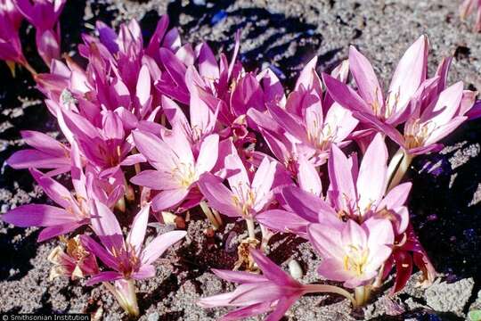 Image of Autumn crocus