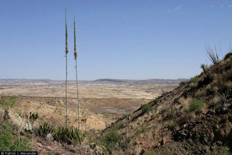 Imagem de Agave lechuguilla