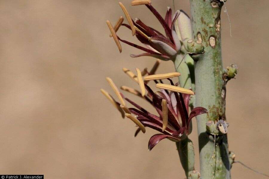 Imagem de Agave lechuguilla