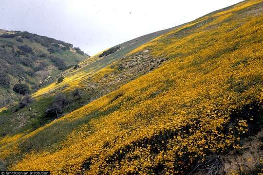 Image de Coreopsis bigelowii (A. Gray) Voss