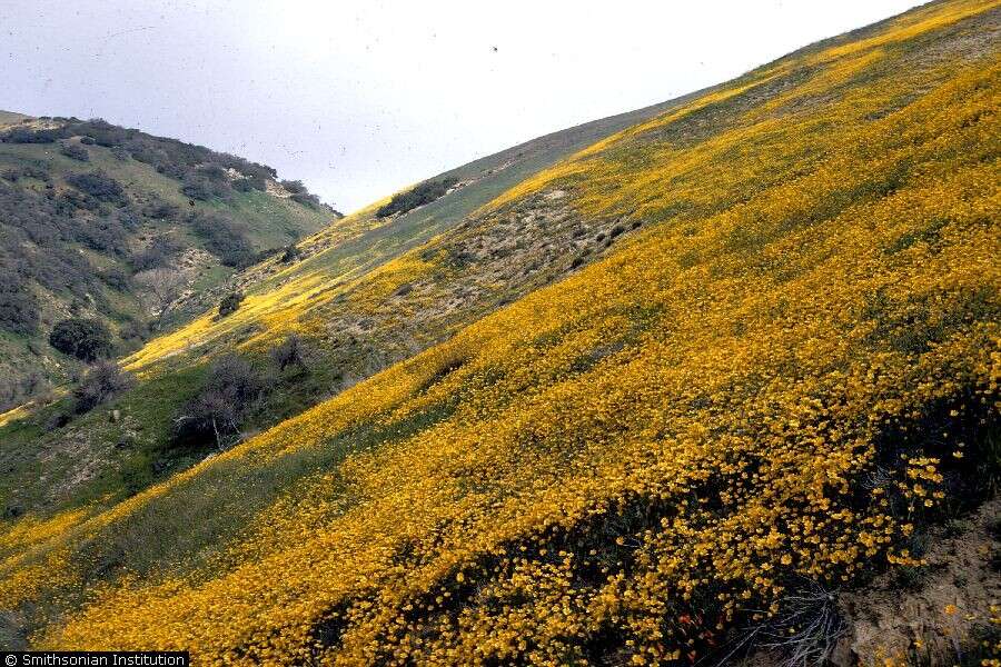 Coreopsis bigelowii (A. Gray) Voss的圖片