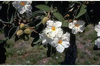 Image de Cordia boissieri A. DC.