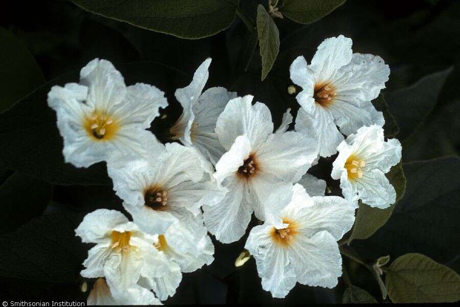 Image de Cordia boissieri A. DC.