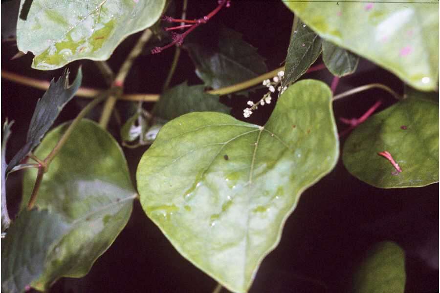 Image of Carolina coralbead