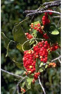 Image of Carolina coralbead