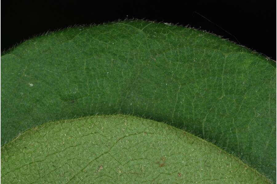 Image of Carolina coralbead