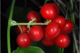 Image of Carolina coralbead