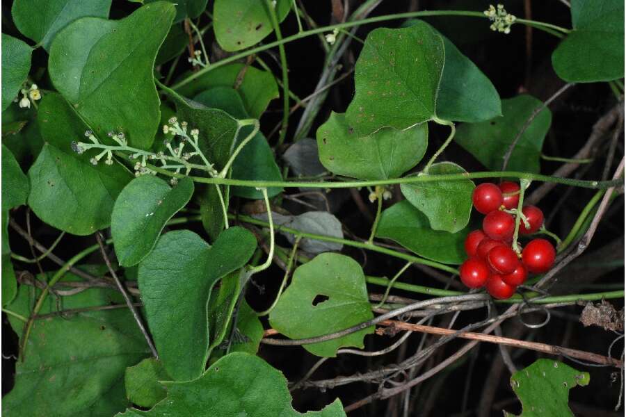 Image of Carolina coralbead