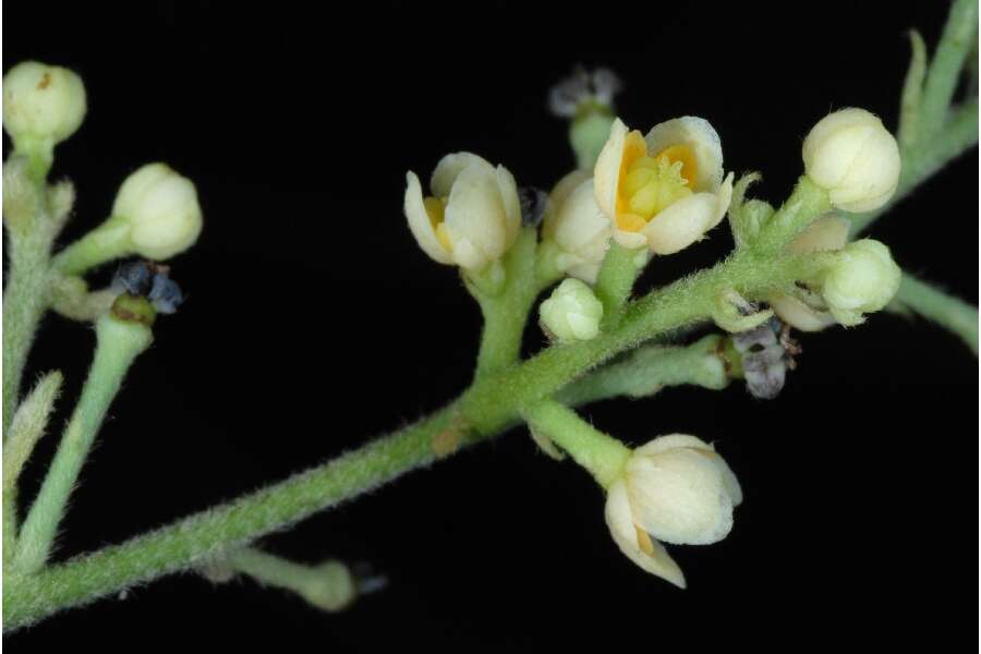 Image of Carolina coralbead