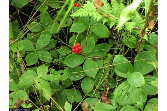 Image of bunchberry dogwood