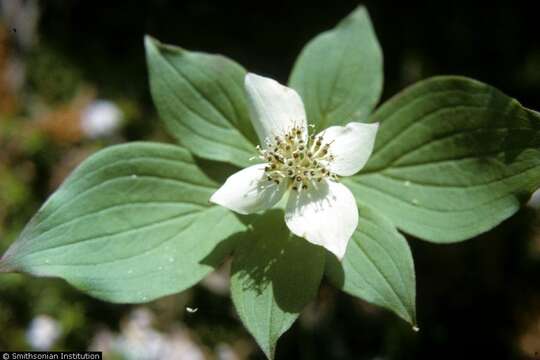 Image of bunchberry dogwood