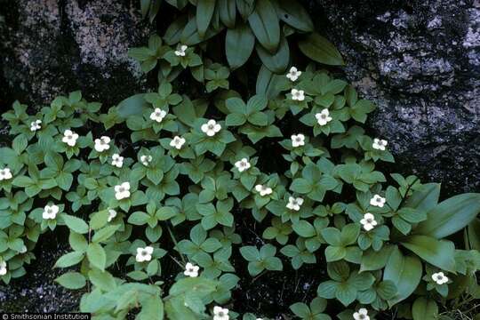 Image of bunchberry dogwood