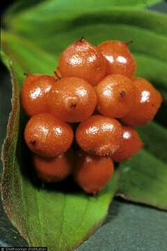 Image of bunchberry dogwood