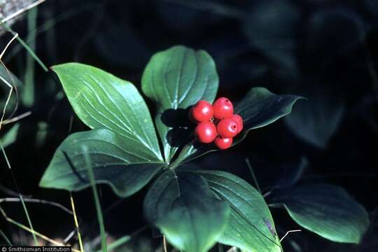 Image of bunchberry dogwood