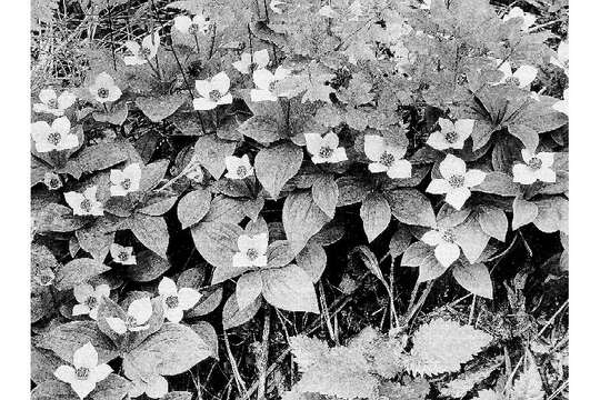 Image of bunchberry dogwood