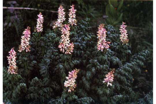 Corydalis caseana A. Gray resmi