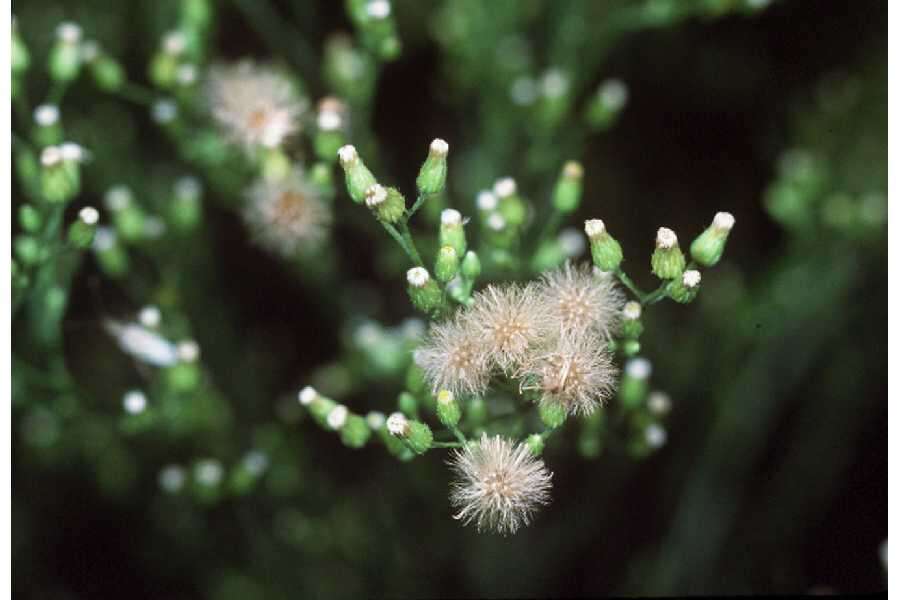 Image of Canadian Horseweed