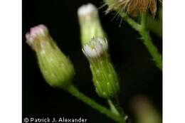 Image of Canadian Horseweed